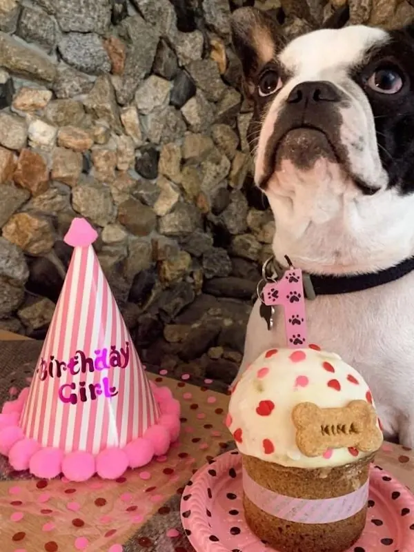 Perro con torta individual, gorro Birthday Girl
