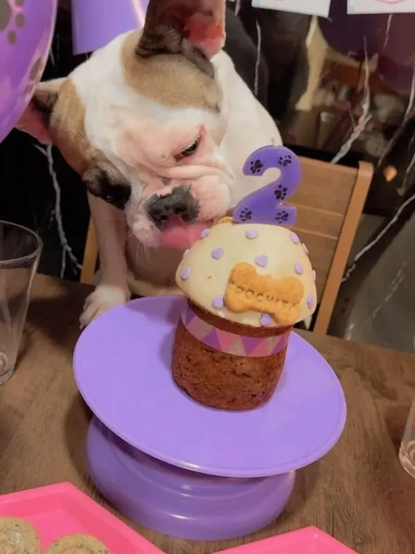 Perro con torta individual y vela número 2