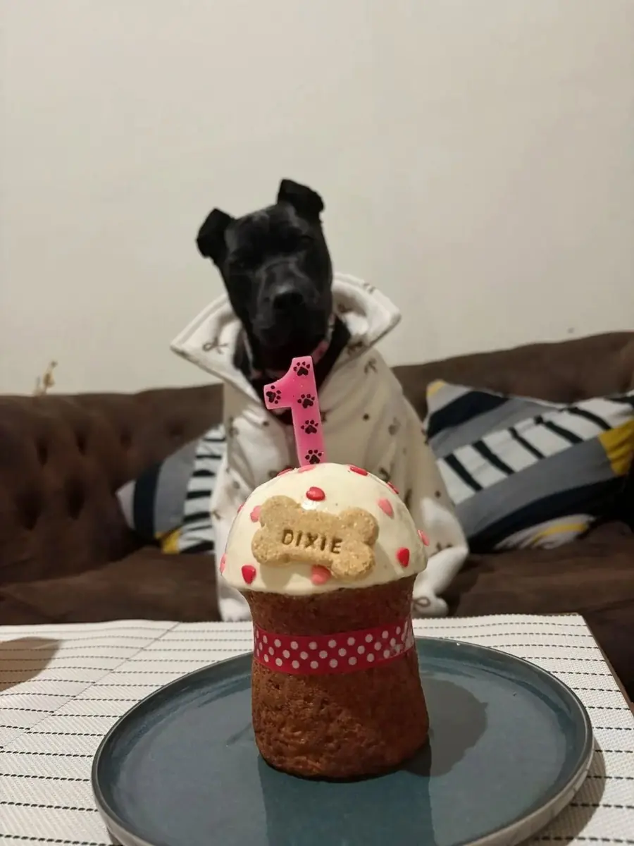 Perro con snacks personalizados
