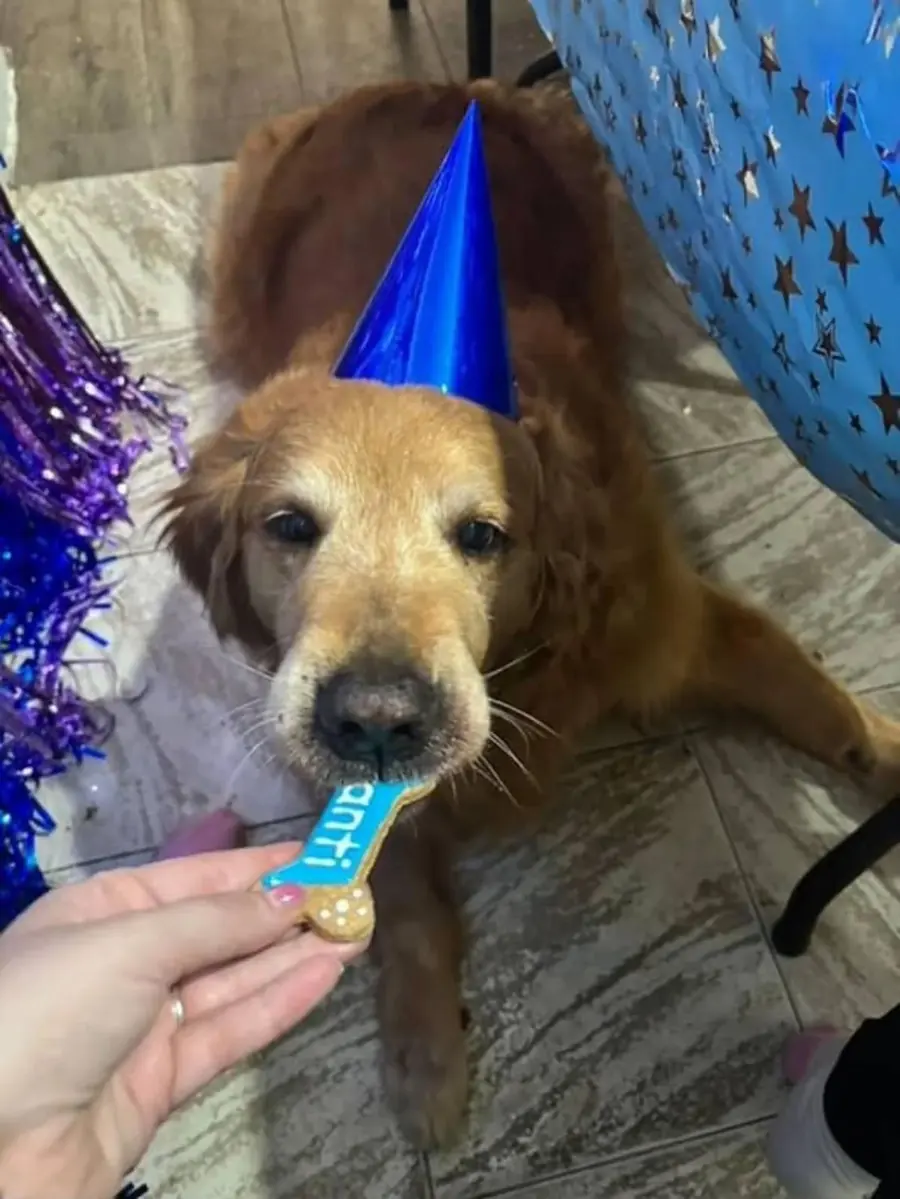 Perro comiendo snack