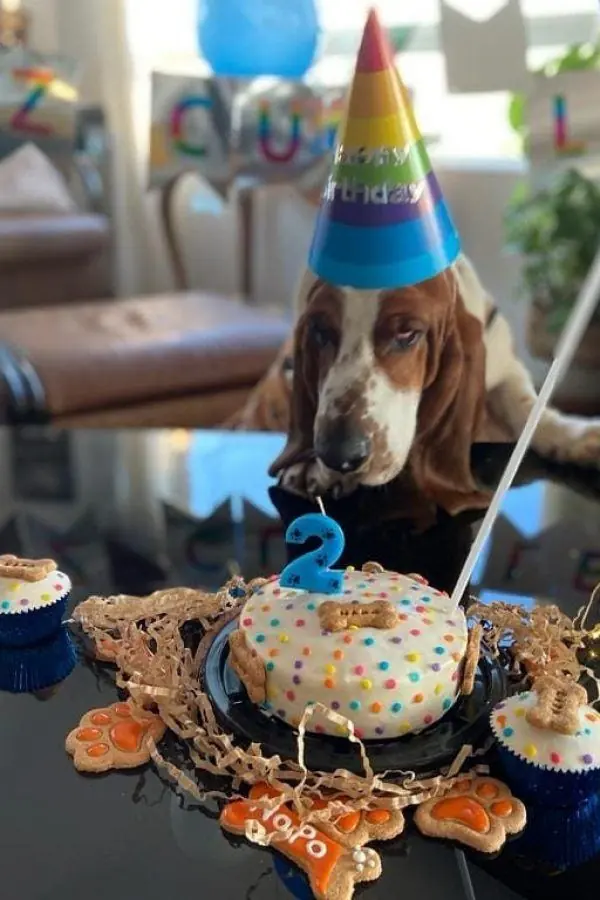 Torta redonda con perro